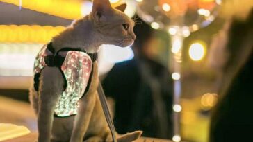 Fiber optic fabric pet clothing